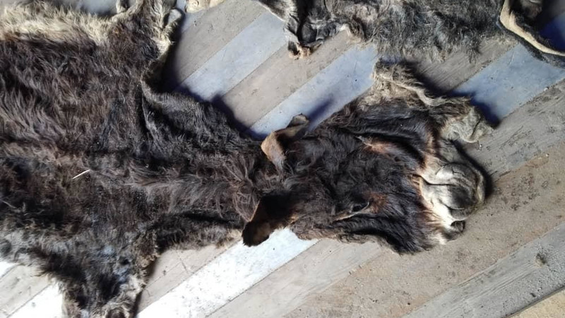 ГТС пресекла факт вывоза в Китай контрабанды 11 тонн ослиных шкур (фото) — Tazabek