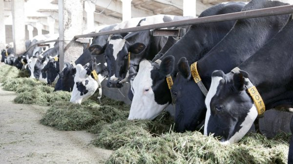 На начало 2019 года поголовье крупнорогатого скота выросло на 3,3%, - Нацстатком — Tazabek