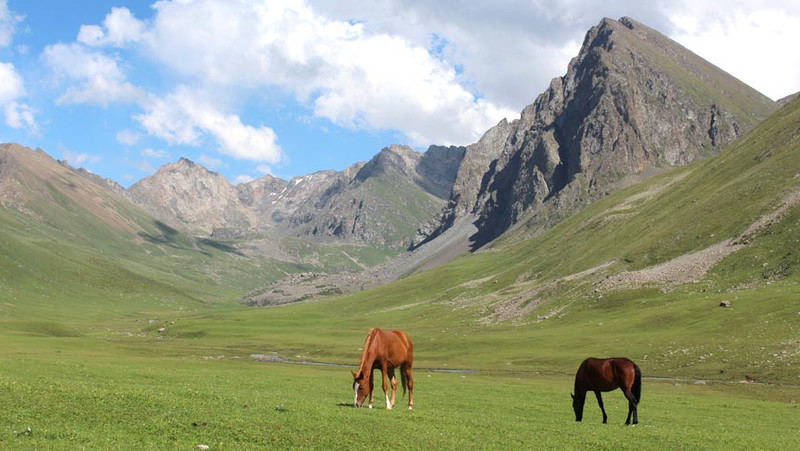 Скот разрушает земли в горах, - эксперт А.Темиркулов предлагает выращивать в горах сельхозпродукцию — Tazabek