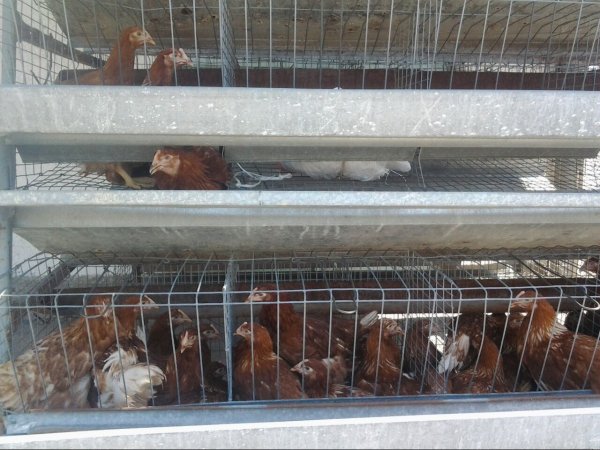 После вступления в ЕАЭС в конце 2015 года птицефабрика «Ак-Куу» в Сокулуке почти обанкротилась, - гендиректор предприятия — Tazabek