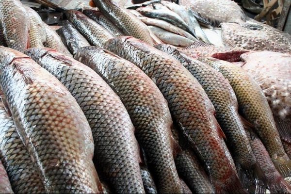 Кыргызстан, имея большие водоемы, производит вдвое меньше рыбы, чем Армения, - Союз промышленников — Tazabek