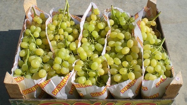 ГТС задержала 2,3 тонны контрабандного винограда — Tazabek