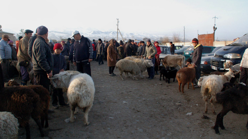 Сколько составляет стоимость сельхозживотных в Кыргызстане? — Tazabek