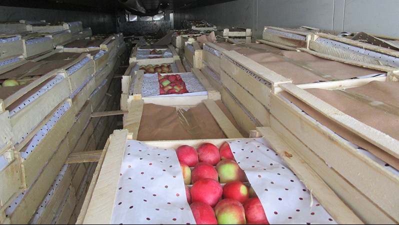Арбузы, яблоки и ягоды: 217 тонн подкарантинной продукции из Кыргызстана и Казахстана не пропустили в Россию — Tazabek