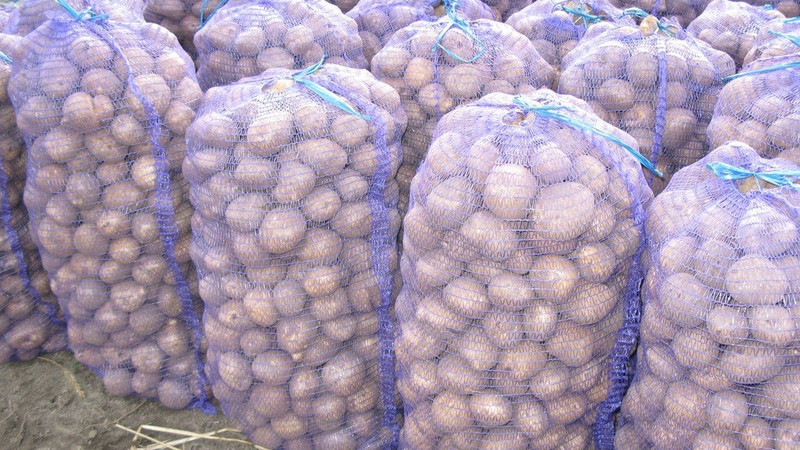 В 2018 году наилучшую урожайность картофеля Минсельхоз зафиксировал в Таласской области — Tazabek