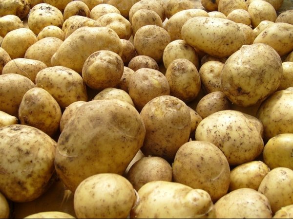 Главы правительств Казахстана и Кыргызстана 20 мая решат вопрос о запрете на ввоз картофеля из КР, - Минсельхоз — Tazabek