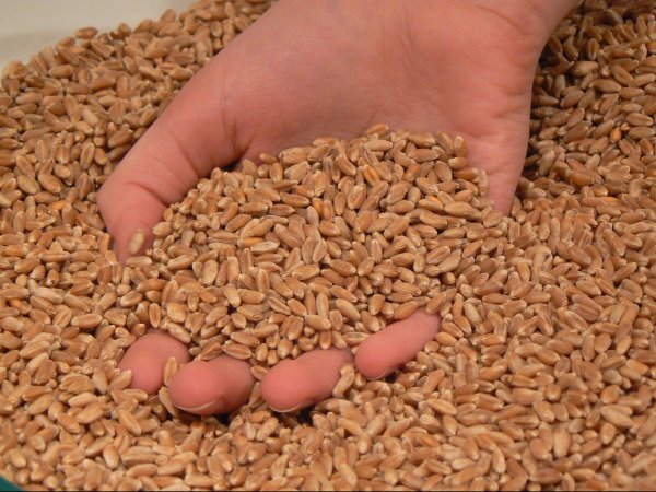 Госантимонополия установила закупочные цены на элитные семена озимых пшеницы и ячменя до 36,7 сома (цены) — Tazabek