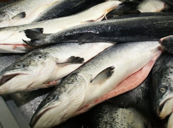 В водоемах Кыргызской Республики обитает 71 вид рыб, но промысловую ценность имеет только ограниченное число видов, - Минсельхоз — Tazabek
