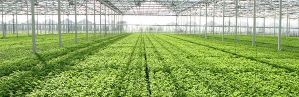 За $300 млн Китай строит в Кыргызстане агротехнопарк, который будет заниматься выращиванием и обработкой сельхозпродукции, - Минэкономики — Tazabek