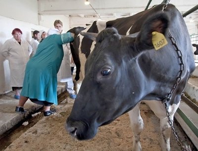 Для реализации проекта по искусственному осеменению скота из бюджета будет выделено $132 млн, - депутат — Tazabek