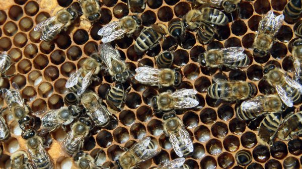 В Кыргызстане планируют идентифицировать пчел, - Госветинспекция — Tazabek
