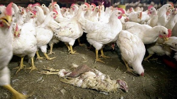В Кыргызстан запрещено ввозить куриное мясо и яйца из Казахстана, - Госветинспекция — Tazabek