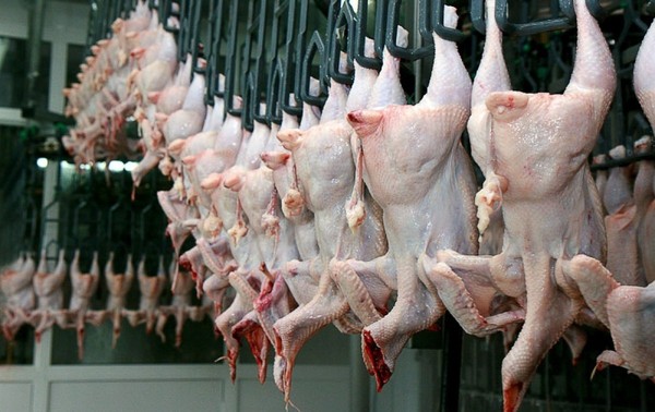 9 из 18 компаний Китая, которые поставляли в 2016 году мясо птицы, не существуют, - Госветинспекция — Tazabek