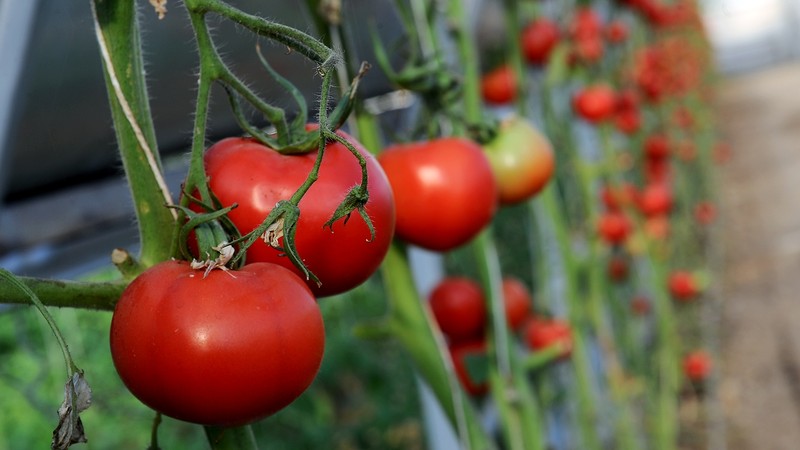 Сельское хозяйство как бизнес: Как заработать на помидорах? — Tazabek