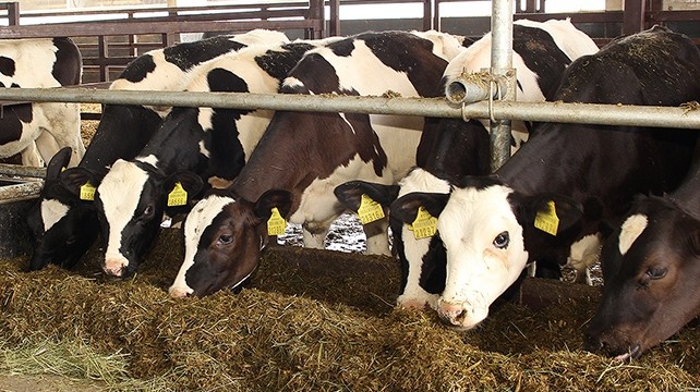На сегодня идентифицировано 65% скота, в январе идентифицируют оставшиеся 35%, - Госветинспекция — Tazabek