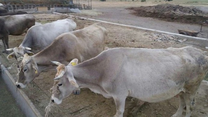 Не надо учить фермеров как ухаживать за скотиной, - депутат о средствах на развитие молочного сектора — Tazabek