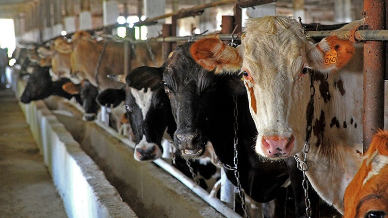 Идентификация крупного рогатого скота завершилась на 99,6%, - Госветинспекция — Tazabek
