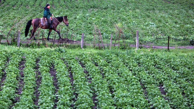 За 2 месяца валовой выпуск сельхозпродукции составил 14,5 млрд сомов, - Нацстатком — Tazabek