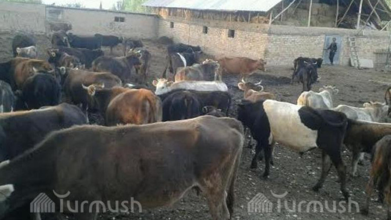 Скотный рынок: Сколько стоят в  Кыргызстане лошади, коровы и овцы? — Tazabek