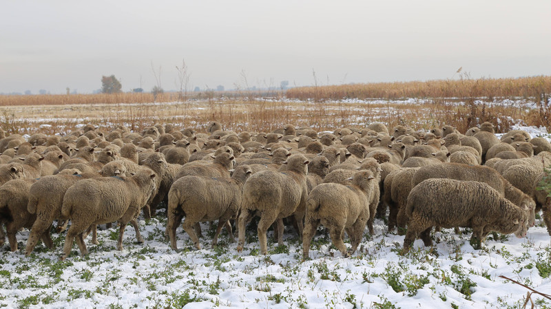 Какие виды породистых овец разводят в Кыргызстане? (фермы, регионы) — Tazabek