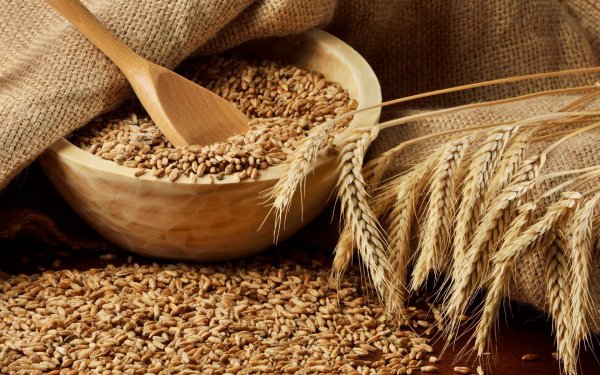 Продовольственная пшеница в июне 2016 года продается на 12,5-40% дешевле, чем в 2015 году (цены) — Tazabek