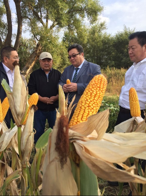 Cеменоводы КР начали процесс налаживания первичного семеноводства кукурузы — Tazabek