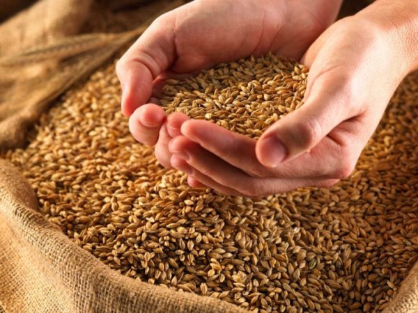 Среднегодовая потребность населения республики в хлебопродуктах в пересчете на зерно составляет 115,3 кг в год на человека, - Минсельхоз — Tazabek