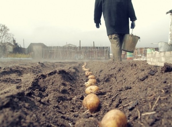 С начала года рыночные цены на картофель по Кыргызстану повысились на 12 сомов за кг (причины) — Tazabek
