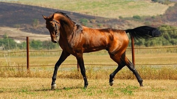Наибольшая доля поголовья лошадей содержится в хозяйствах Нарынской области — Tazabek