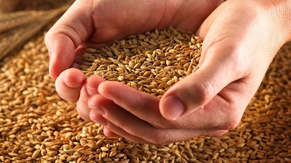 Госантимонополия установила цены на закупаемое Фондом госматрезервов зерно пшеницы, качеством не ниже 3 класса — Tazabek
