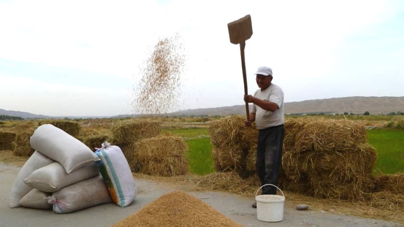 Нацстатком зафиксировал высокую урожайность риса в Базар-Коргоне и Сузаке — Tazabek