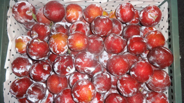 Россельхознадзор не разрешил ввоз в Оренбургскую область 77 тонн сливы, дыни, томатов и картофеля из Казахстана и Кыргызстана — Tazabek