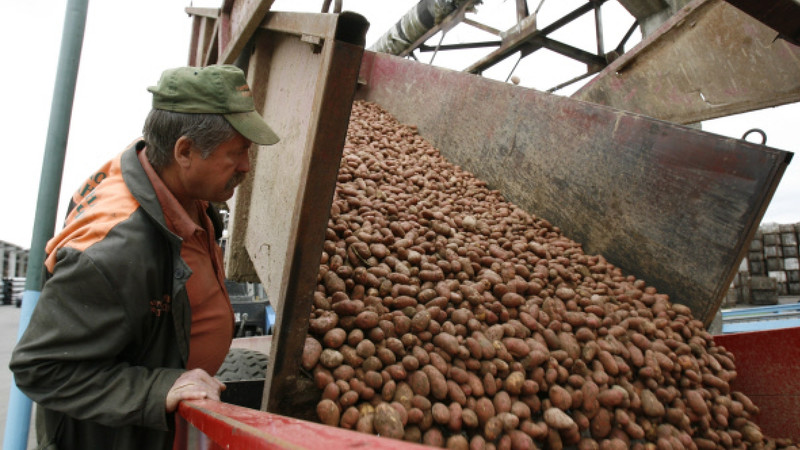 Министр экономики 15 ноября посетит Узбекистан по вопросу запрета ввоза картофеля из КР, - замминистра Э.Алишеров — Tazabek