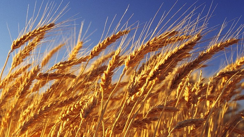 В 2018 году Минсельхоз планирует засеять пшеницы и ячменя на 154,1 тыс. га — Tazabek