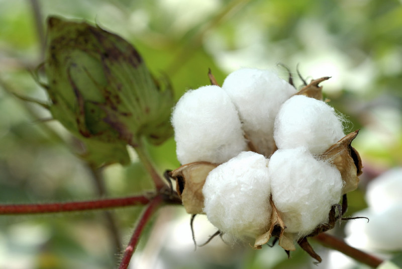 Минсельхоз: Кыргызстан экспортирует биохлопок как вид органической продукции — Tazabek