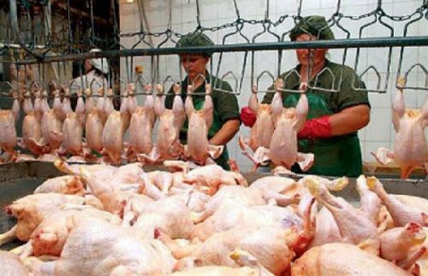 Кыргызстан практически полностью зависим от импортных поставок мяса птицы, - Госантимонополия — Tazabek