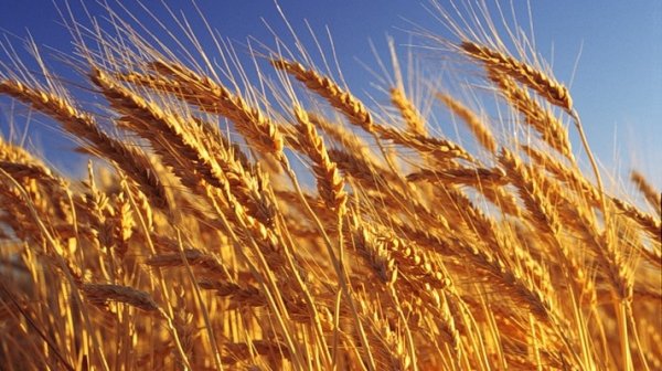 Сегодня мы поддерживаем казахских мукомолов, убрав НДС на импорт зерна пшеницы, - депутат Э.Байбакпаев — Tazabek