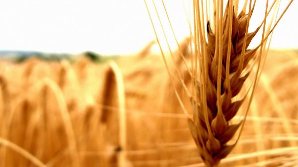 Мировые запасы пшеницы в 2017 году достигнут нового рекорда в 240 млн тонн, - ФАО — Tazabek