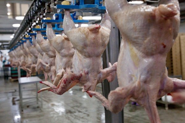 Запрет на ввоз куриного мяса из Китая все еще действует, - Госветинспекция — Tazabek