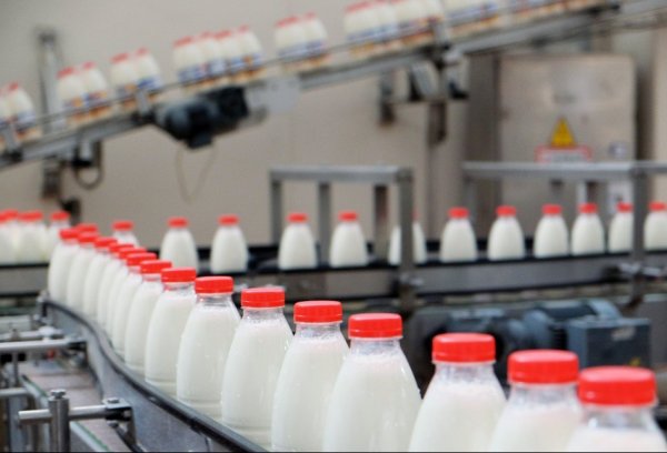 Производство молока в Кыргызстане и Белоруссии превышает внутренний спрос, - ЕЭК — Tazabek