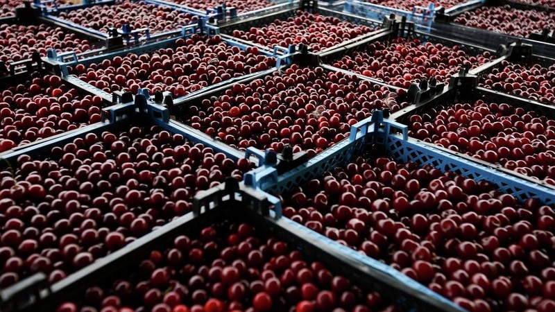 За неделю Россельхознадзор не пропустил 9,8 тонны черешни, 40 тонн абрикосов, 18 тонн арбузов, по 2 тонны винограда, нектаринов и яблок — Tazabek