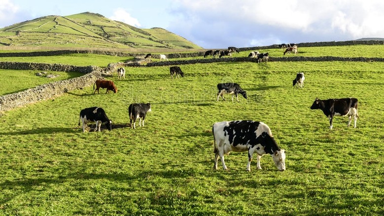Международные эксперты порекомендовали Кыргызстану контролировать количество поголовья скота на пастбищах — Tazabek