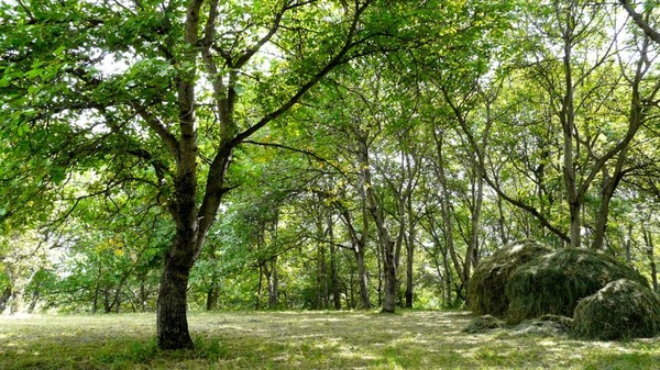 Институт леса и ореховодства имени П.Гана нашел естественных врагов дубового минирующего пилильщика