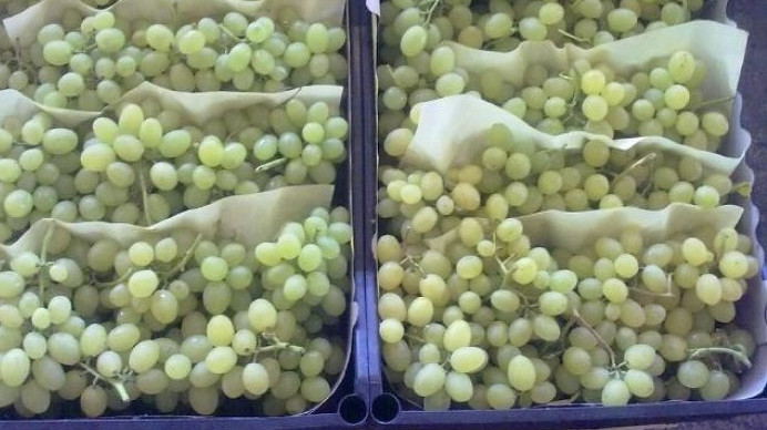 В Алтайский край не пропустили 17 тонн винограда и гранатов из Кыргызстана — Tazabek