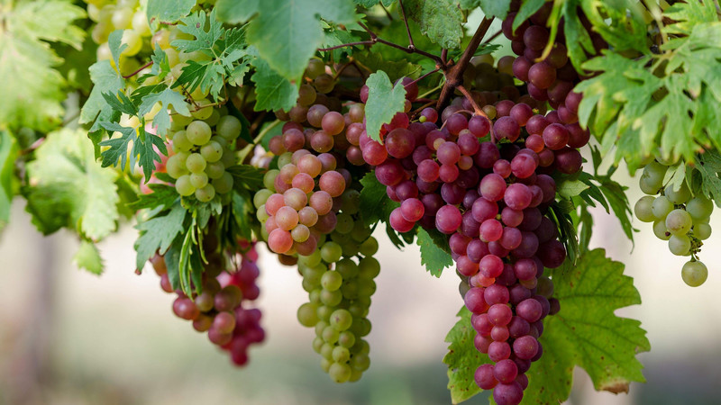 Виноградные цифры: В каком объеме виноград экспортируется и импортируется? (страны, объемы) — Tazabek