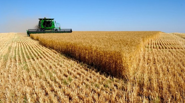 За январь-сентябрь 2018 года произведено валовой продукции сельского хозяйства на 160,7 млрд сомов, - эксперт — Tazabek