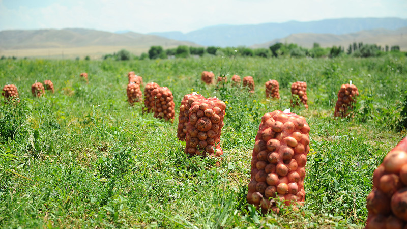 «Гранты и кредиты»: Сколько «вливаний» получил аграрный сектор Кыргызстана за годы независимости? (исполнители) — Tazabek