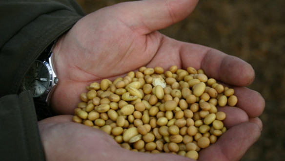 В 2018 году объем производства семян картофеля увеличился на 5 тыс. тонн, составив 8 тыс. тонн — Tazabek
