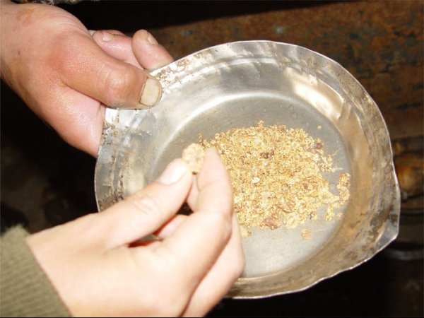 Около 5 тыс. старателей в промывочный сезон добывают золота на $30 млн, - Ассоциация горнопромышленников — Tazabek