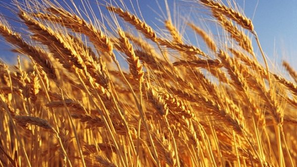Правительство намерено вернуть НДС на импорт зерна пшеницы — Tazabek